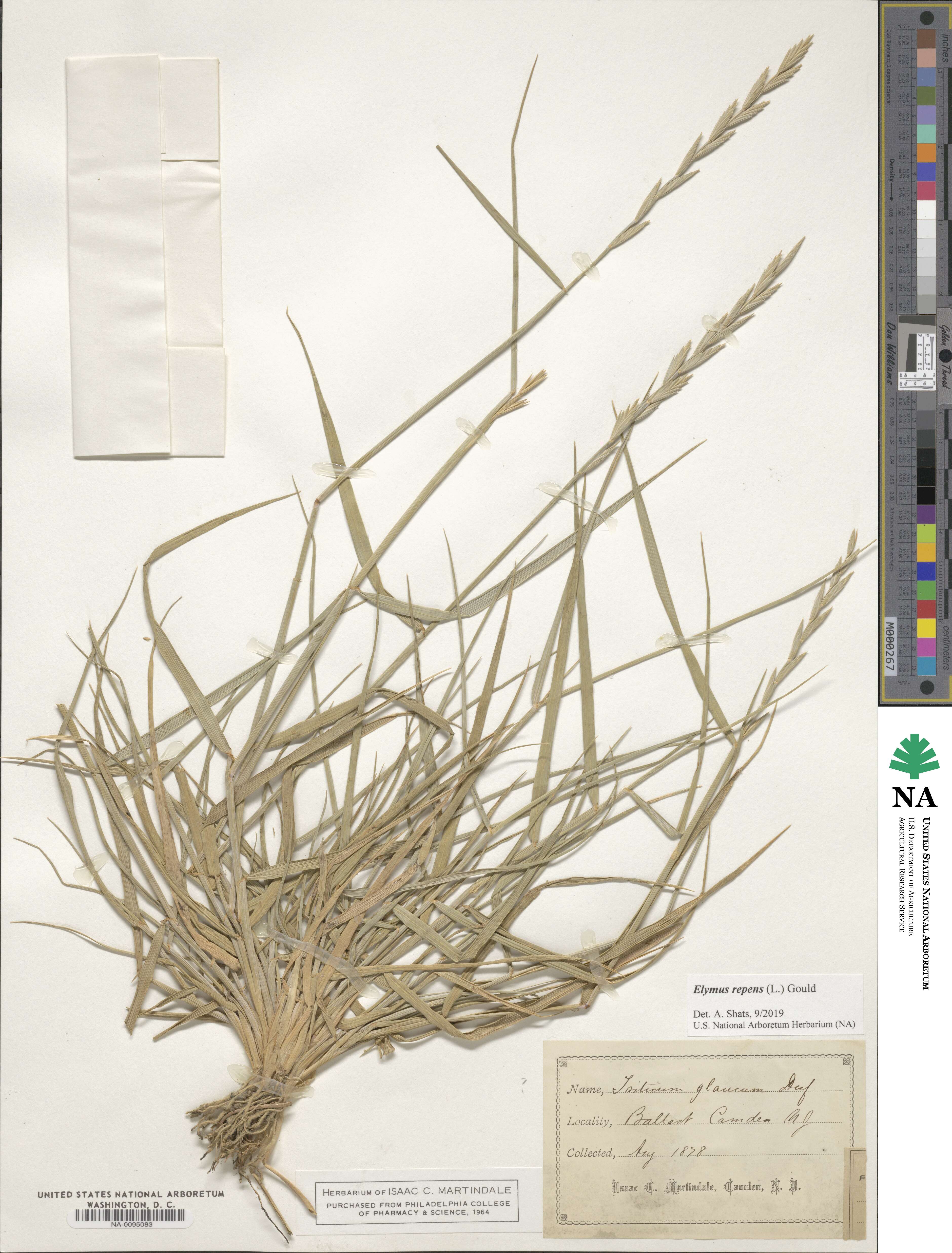 Thinopyrum intermedium image