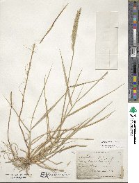 Elymus repens image