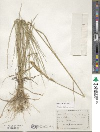 Elymus repens image