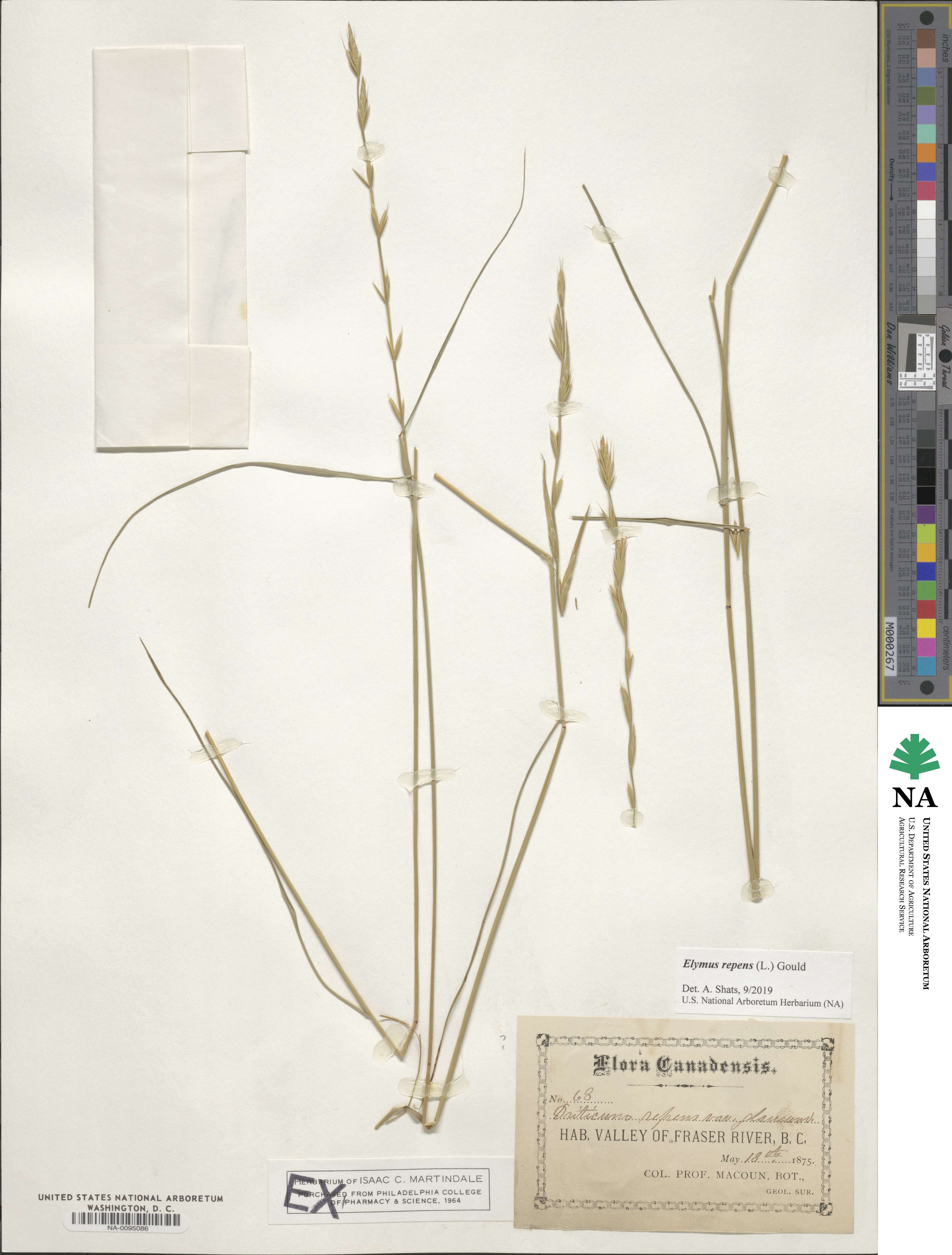 Elymus repens image