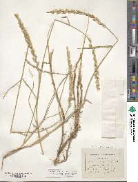 Elymus pungens image