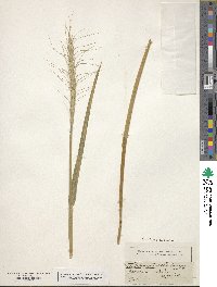 Elymus repens image