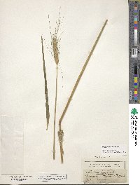 Triticum monococcum image