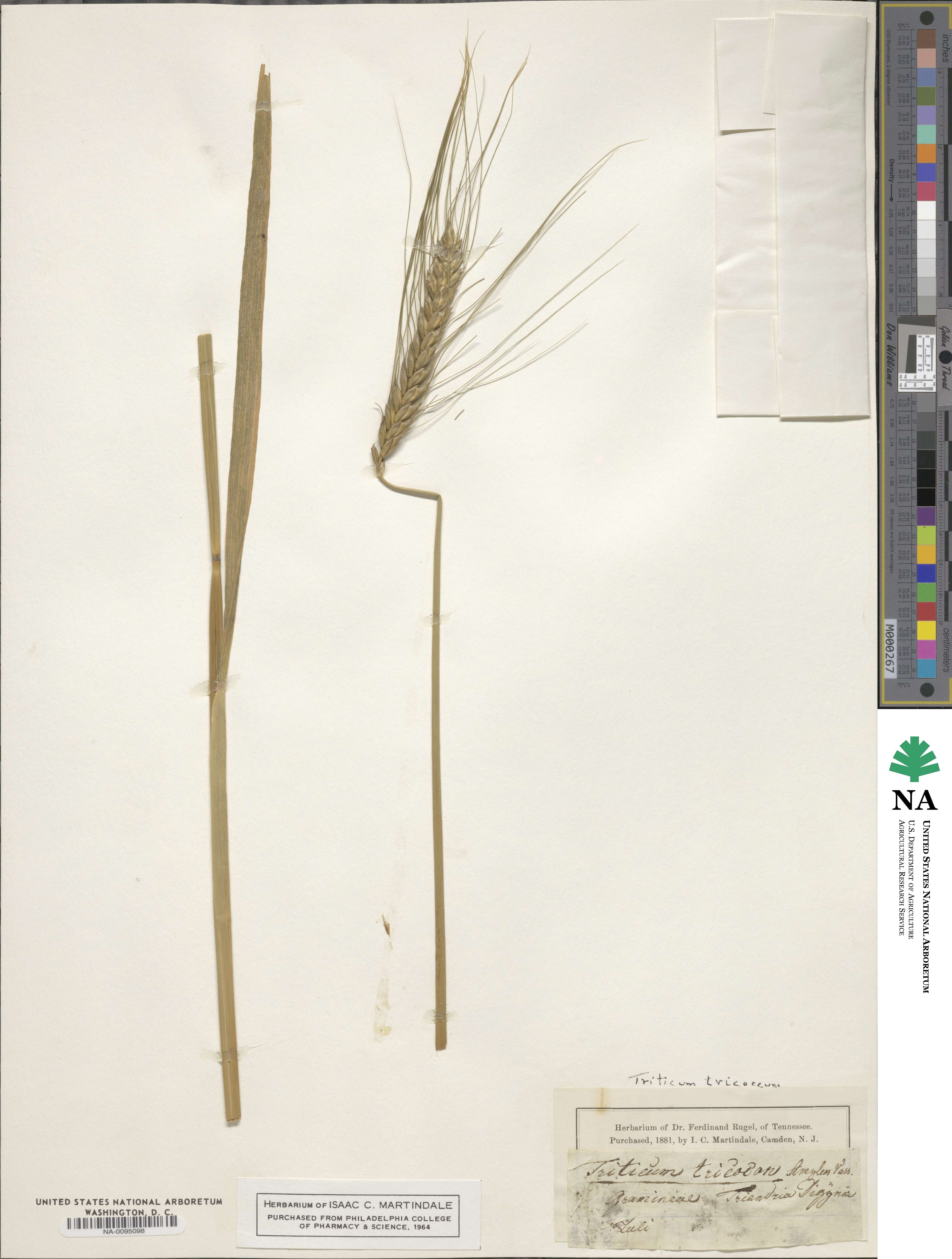 Triticum turgidum image