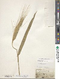 Triticum turgidum subsp. polonicum image