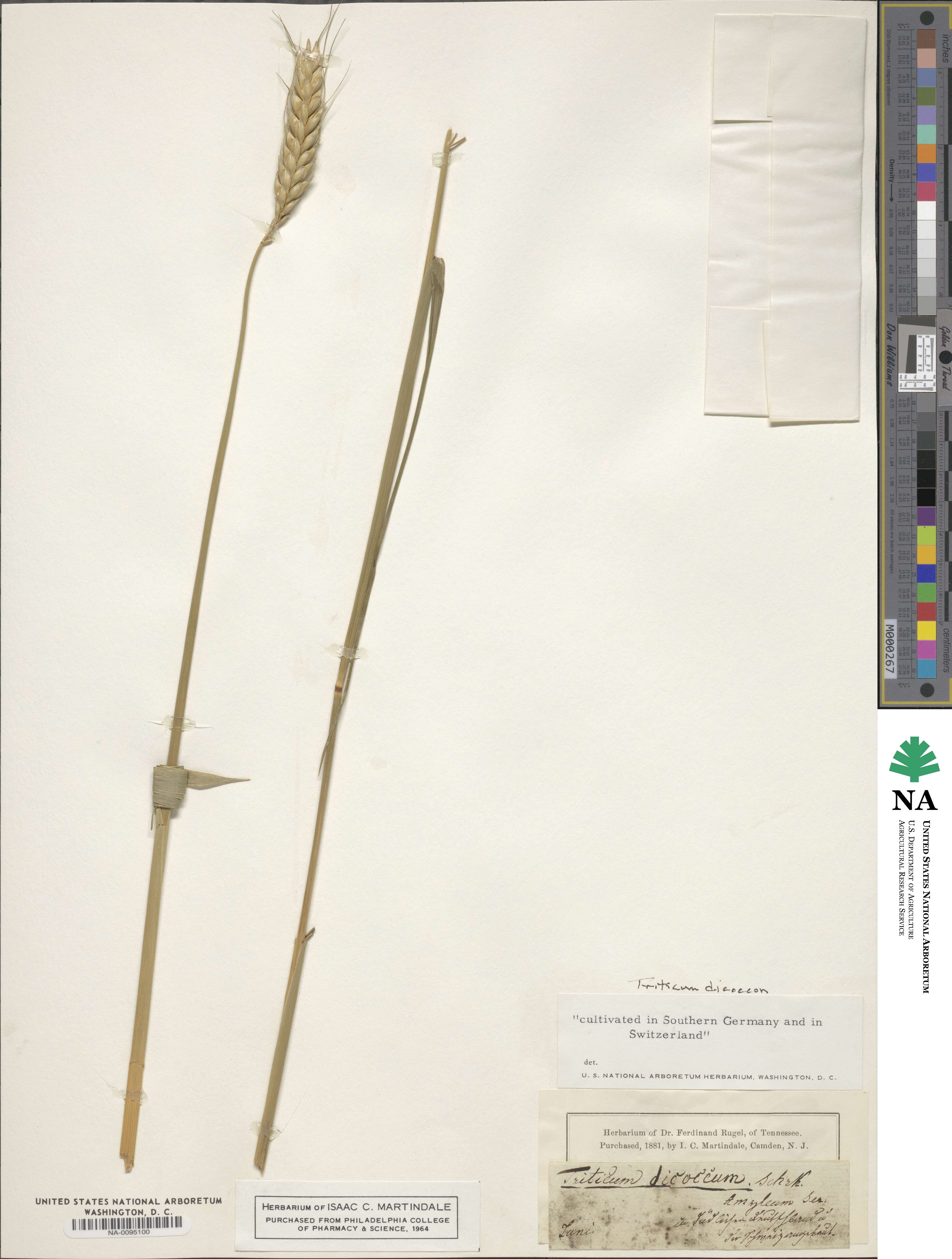 Triticum turgidum subsp. dicoccon image