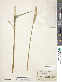 Triticum aestivum image