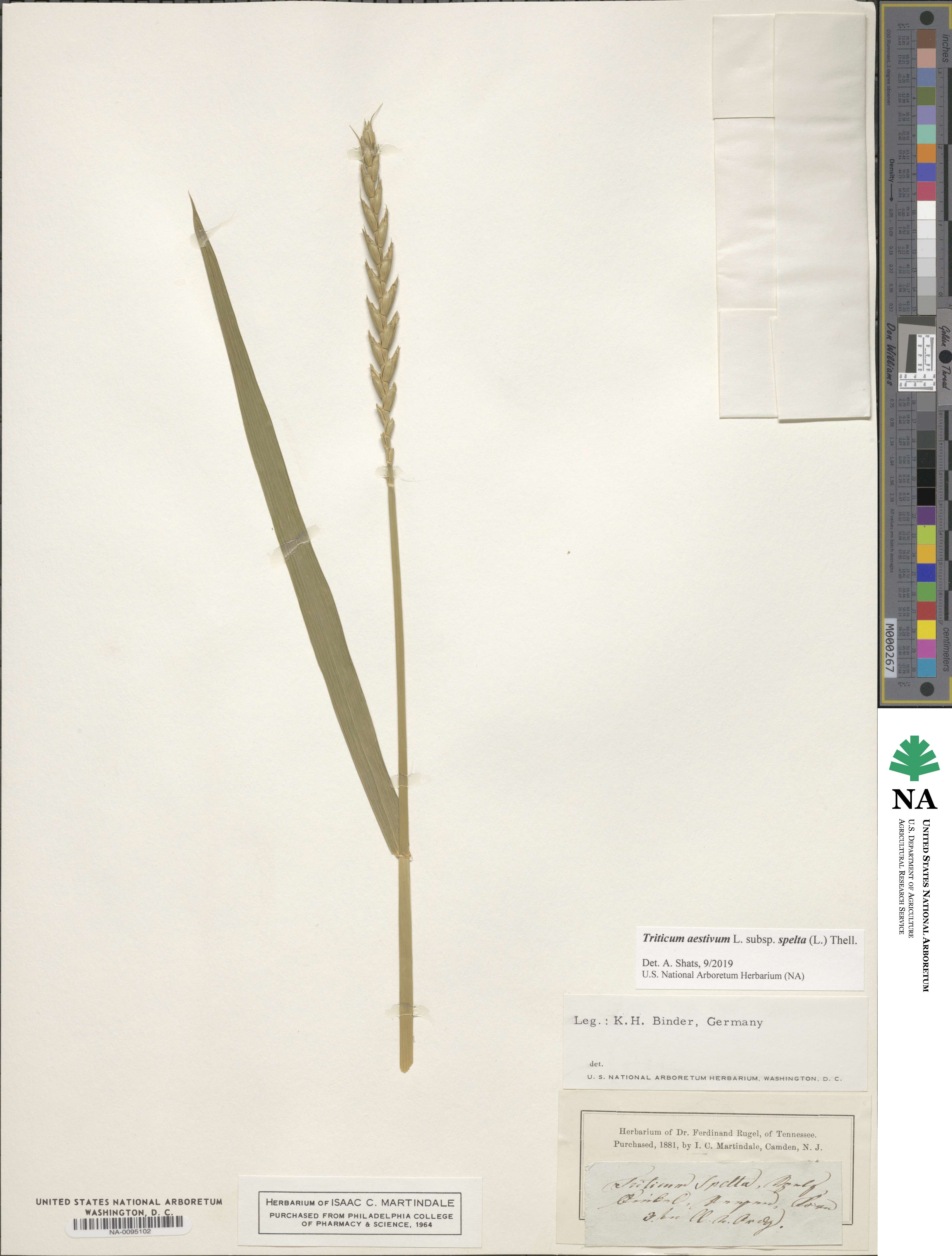 Triticum aestivum subsp. spelta image