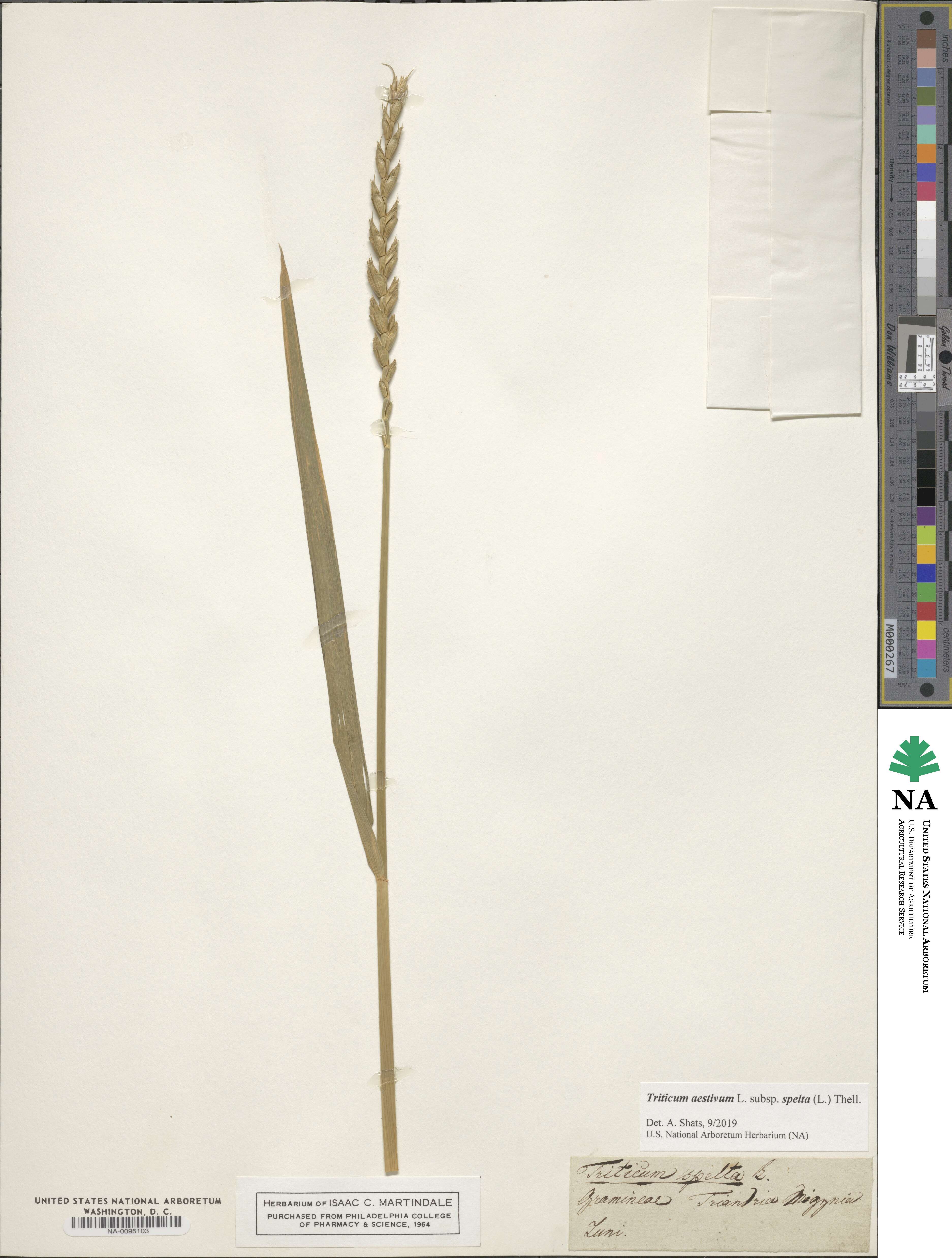 Triticum aestivum subsp. spelta image