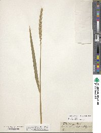 Triticum aestivum subsp. spelta image