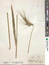 Triticum turgidum image