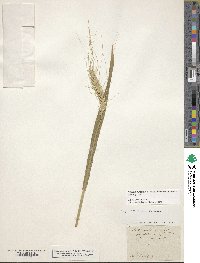 Triticum turgidum subsp. dicoccon image