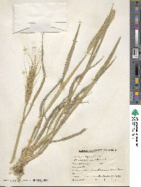 Triticum aestivum image