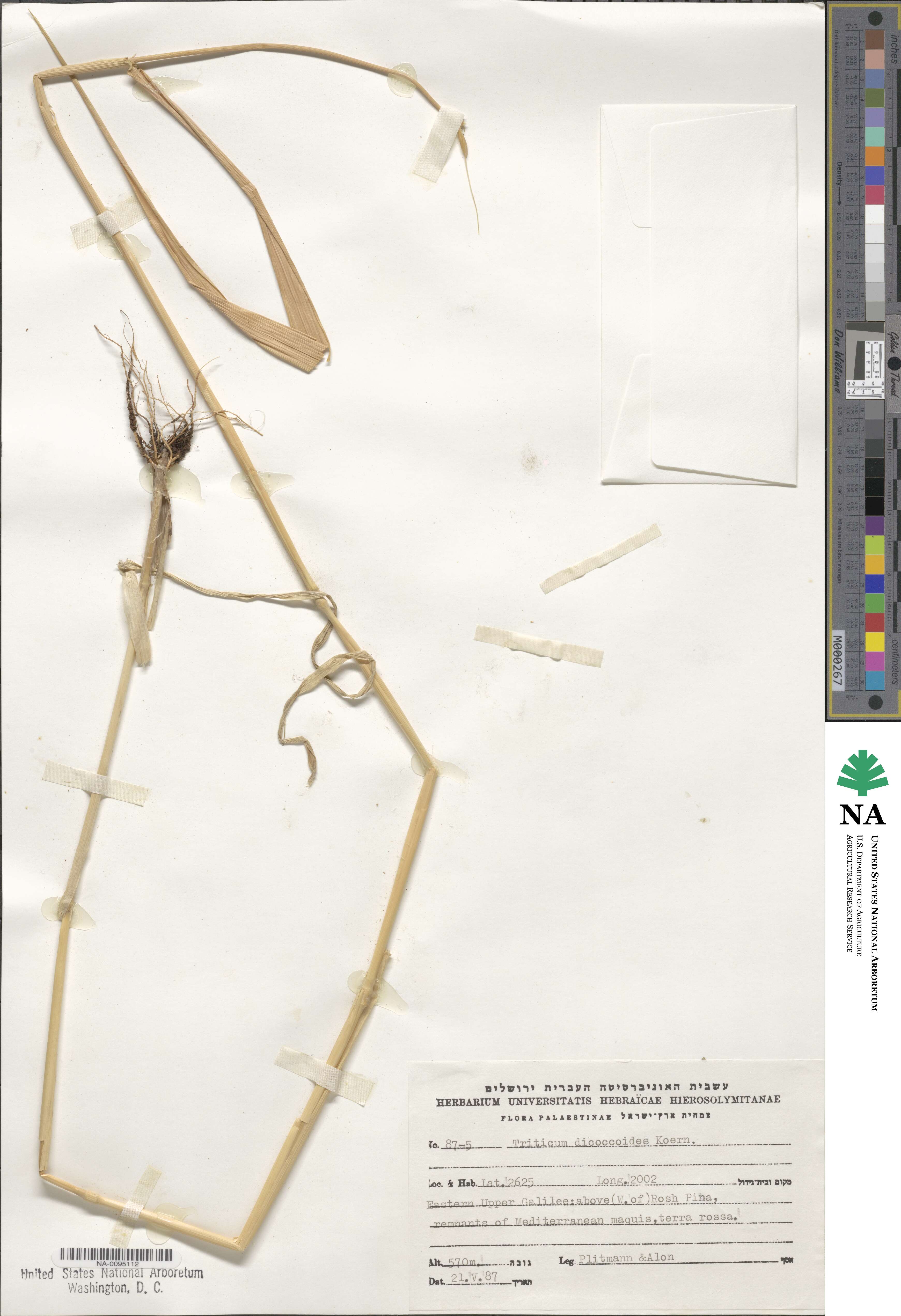 Triticum image