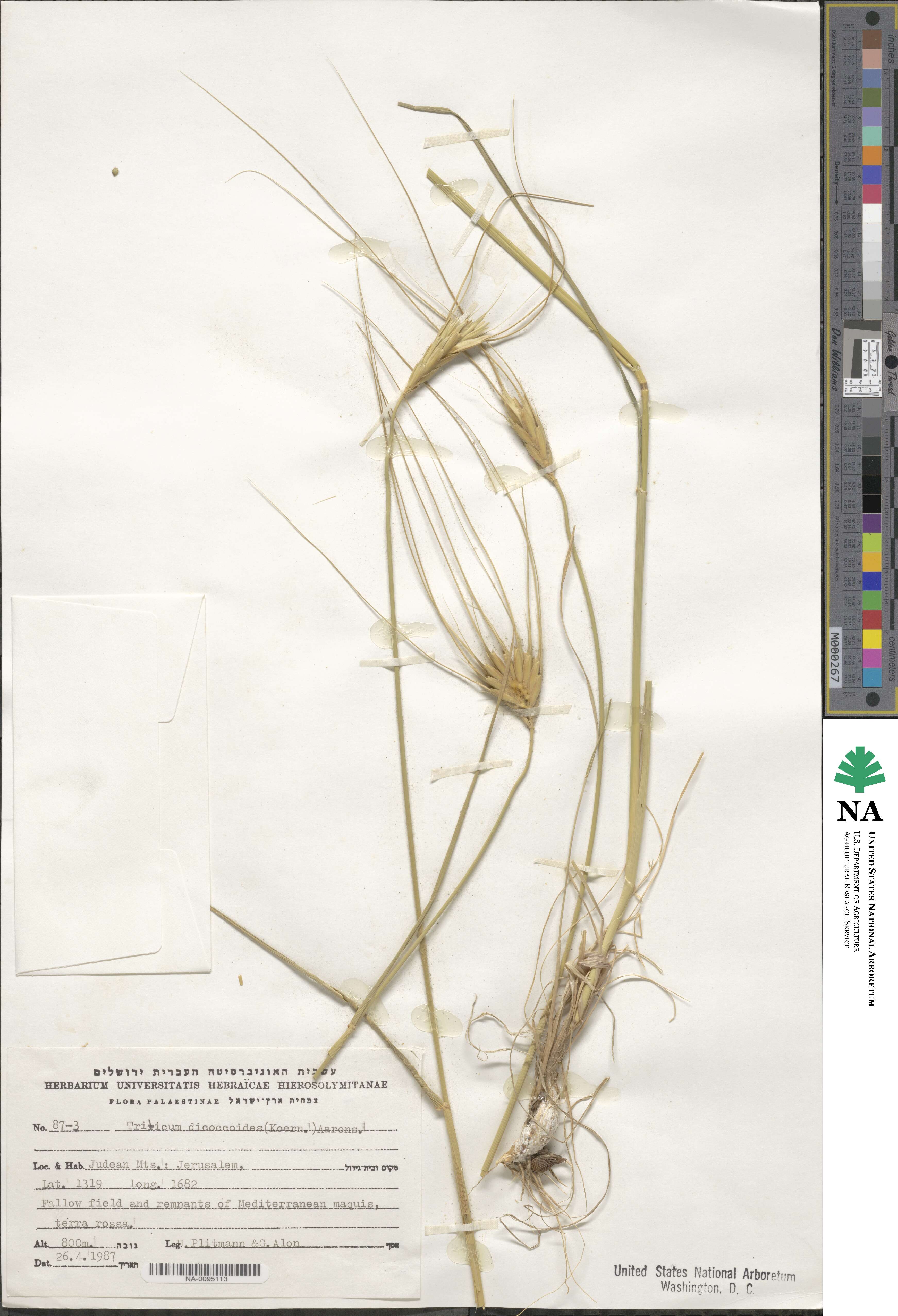 Triticum turgidum subsp. dicoccoides image