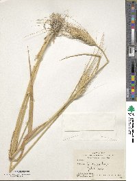 Triticum turgidum subsp. durum image