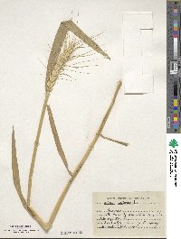 Triticum aestivum image