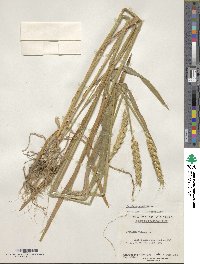 Triticum aestivum image