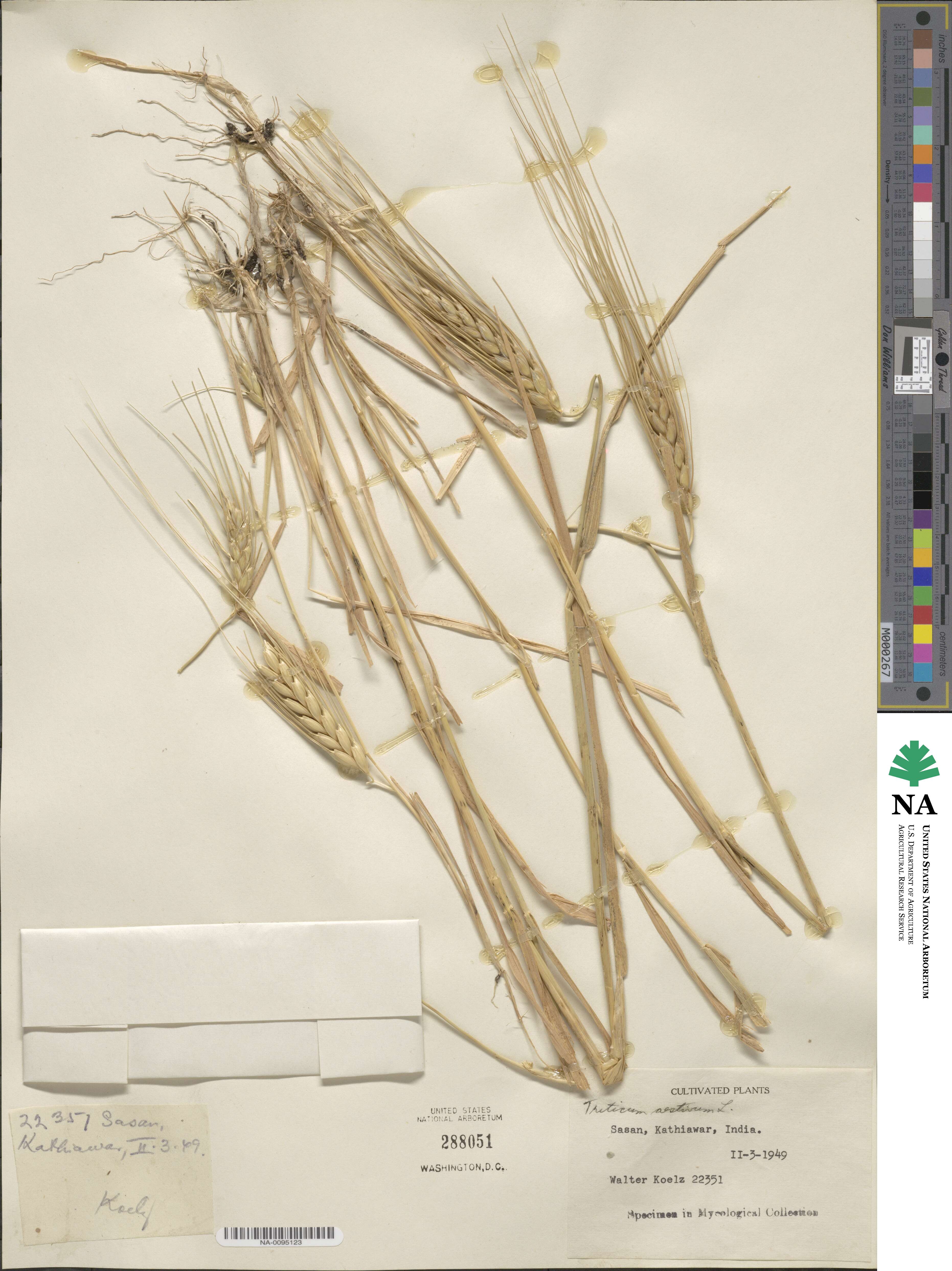 Triticum aestivum image
