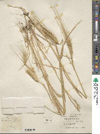 Triticum aestivum image