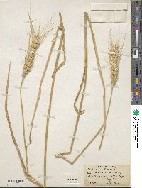 Triticum aestivum image