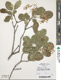 Chionanthus retusus image