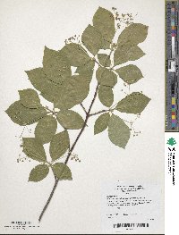 Euonymus sachalinensis image