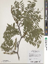 Gleditsia triacanthos image