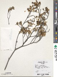 Enkianthus perulatus image