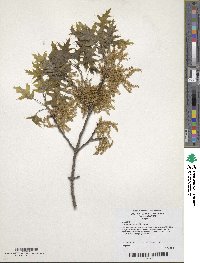 Quercus palustris image