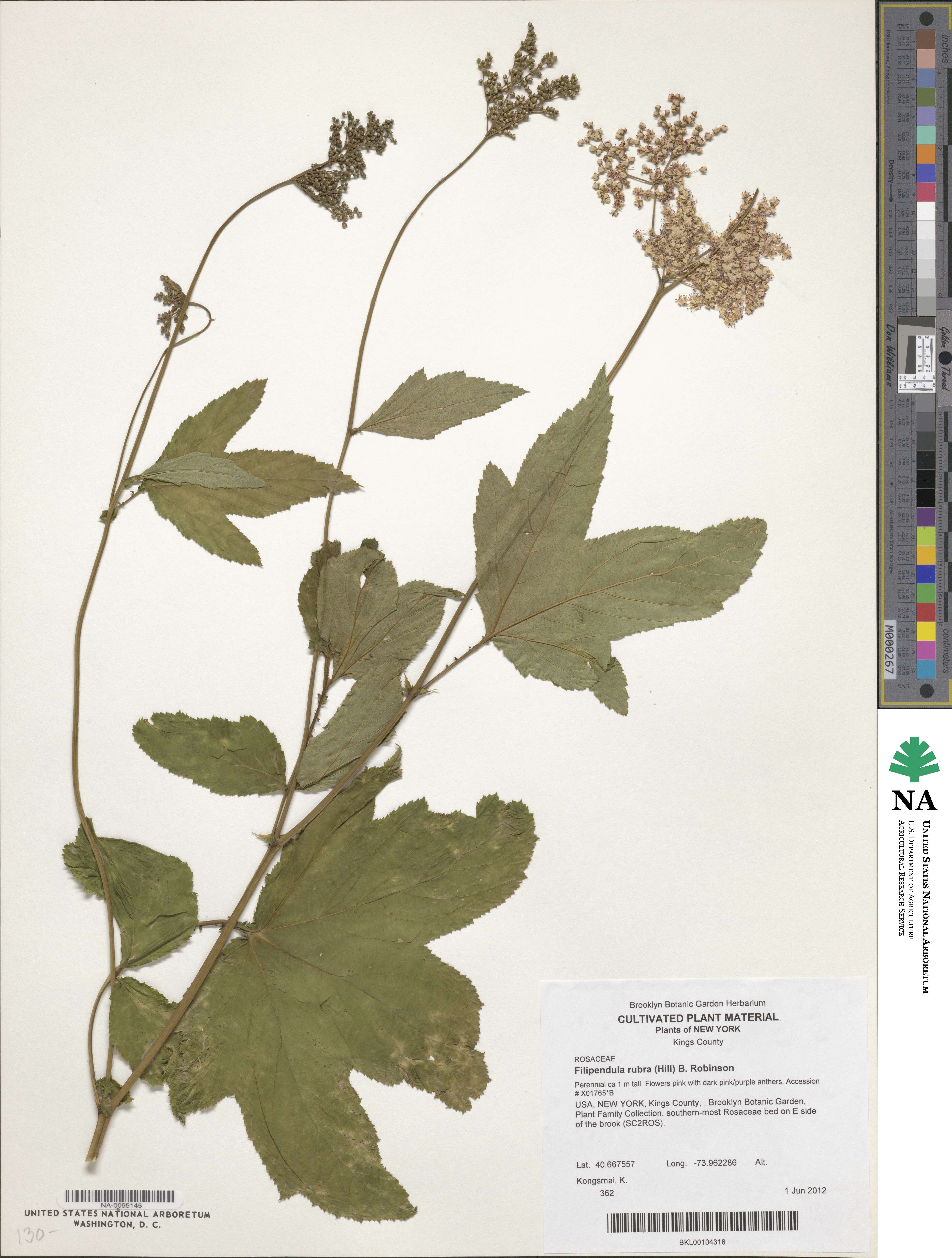 Filipendula rubra image