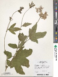 Filipendula rubra image