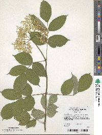 Sorbaria sorbifolia image