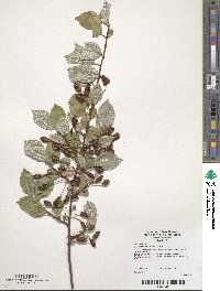 Elaeagnus multiflora image