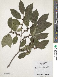 Diospyros lotus image