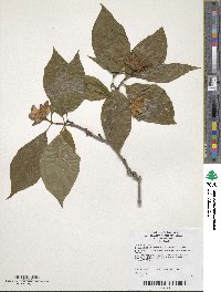 Calycanthus floridus image