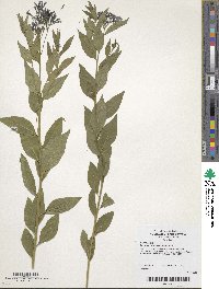 Amsonia tabernaemontana image