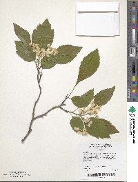 Crataegus nitida image