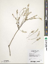 Acer cissifolium image