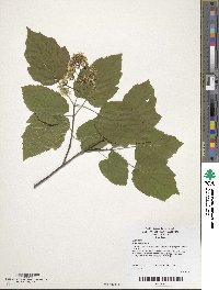 Acer tataricum image