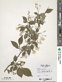 Styrax japonicus image