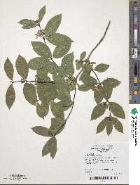 Lonicera caucasica subsp. orientalis image