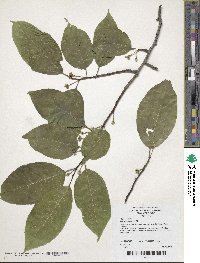 Ilex macrocarpa image