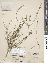 Image of Ephedra fasciculata