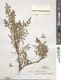 Indigofera amblyantha image