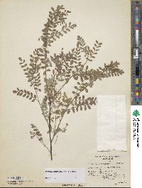 Indigofera heterantha image