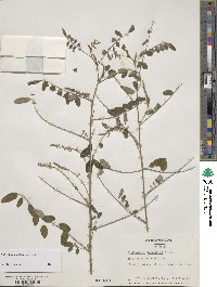 Indigofera amblyantha image