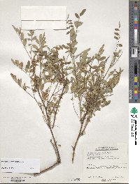 Indigofera amblyantha image