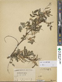 Indigofera amblyantha image