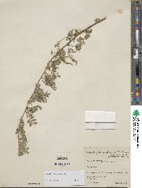 Indigofera bungeana image